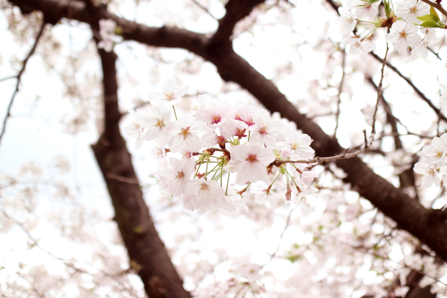 【日曜ユル書き】その44_故郷の話をしよう 〜桜と共に育ってきた。