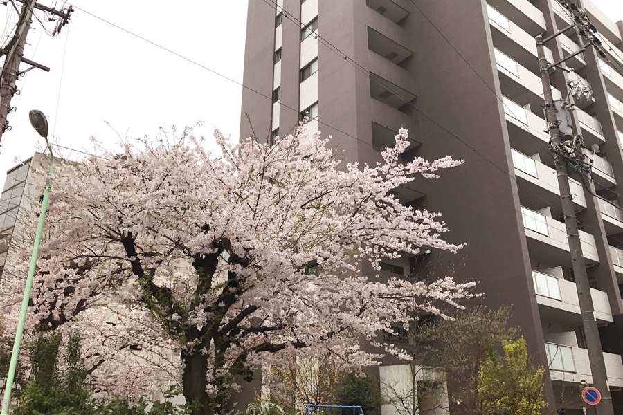 桜のあるマンション