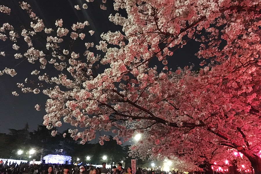 桜が咲くのも一瞬