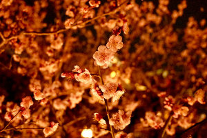 スタッフの休日 週末京都に梅を見に行って来ました！
