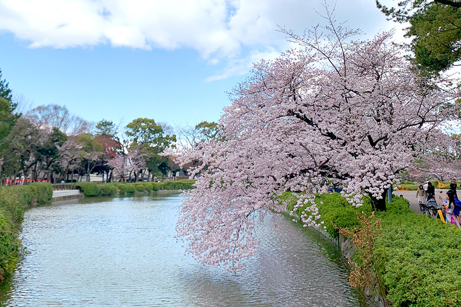 桜の開花予想だったので名城公園へ
