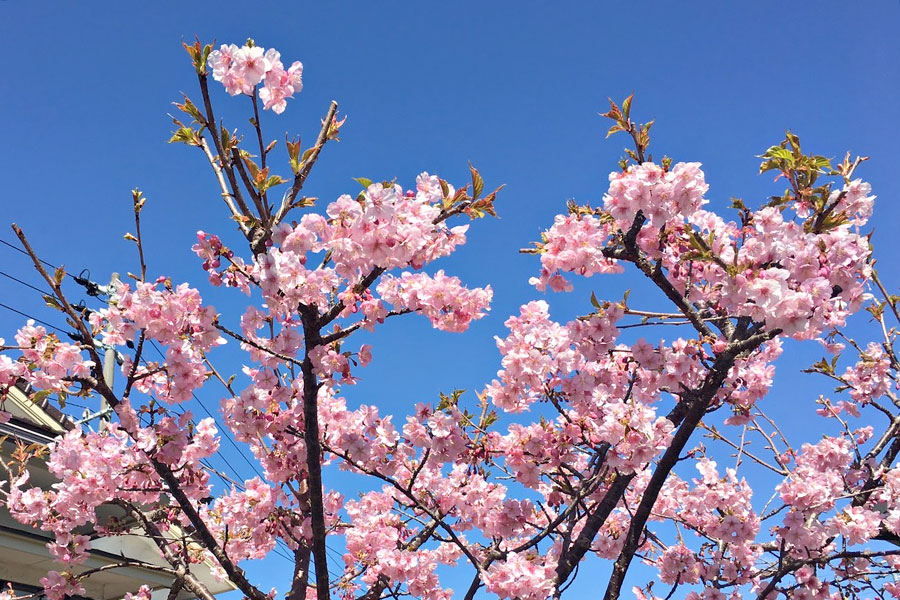 3月になりましたね〜河津桜が満開でした！