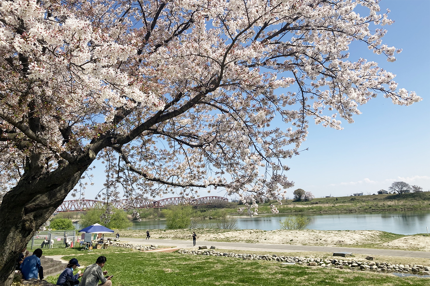 笠松の桜