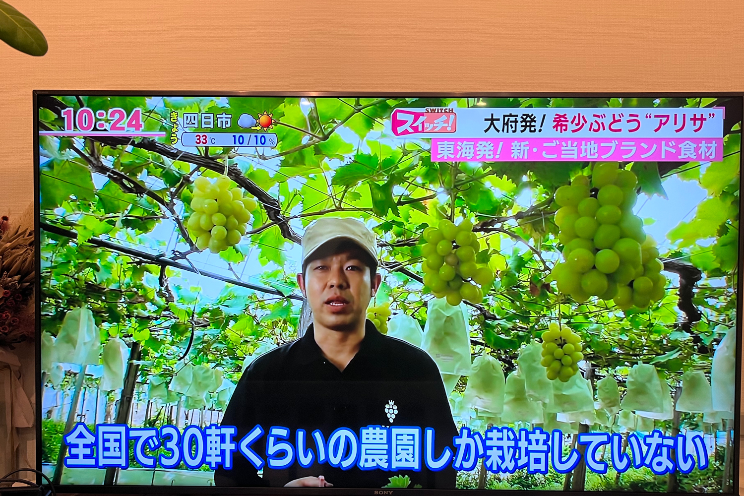 橘萄園_テレビ出演