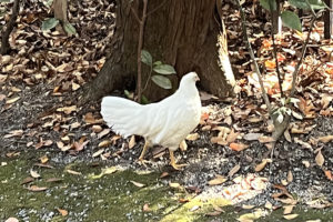 スタッフ カシワヤ