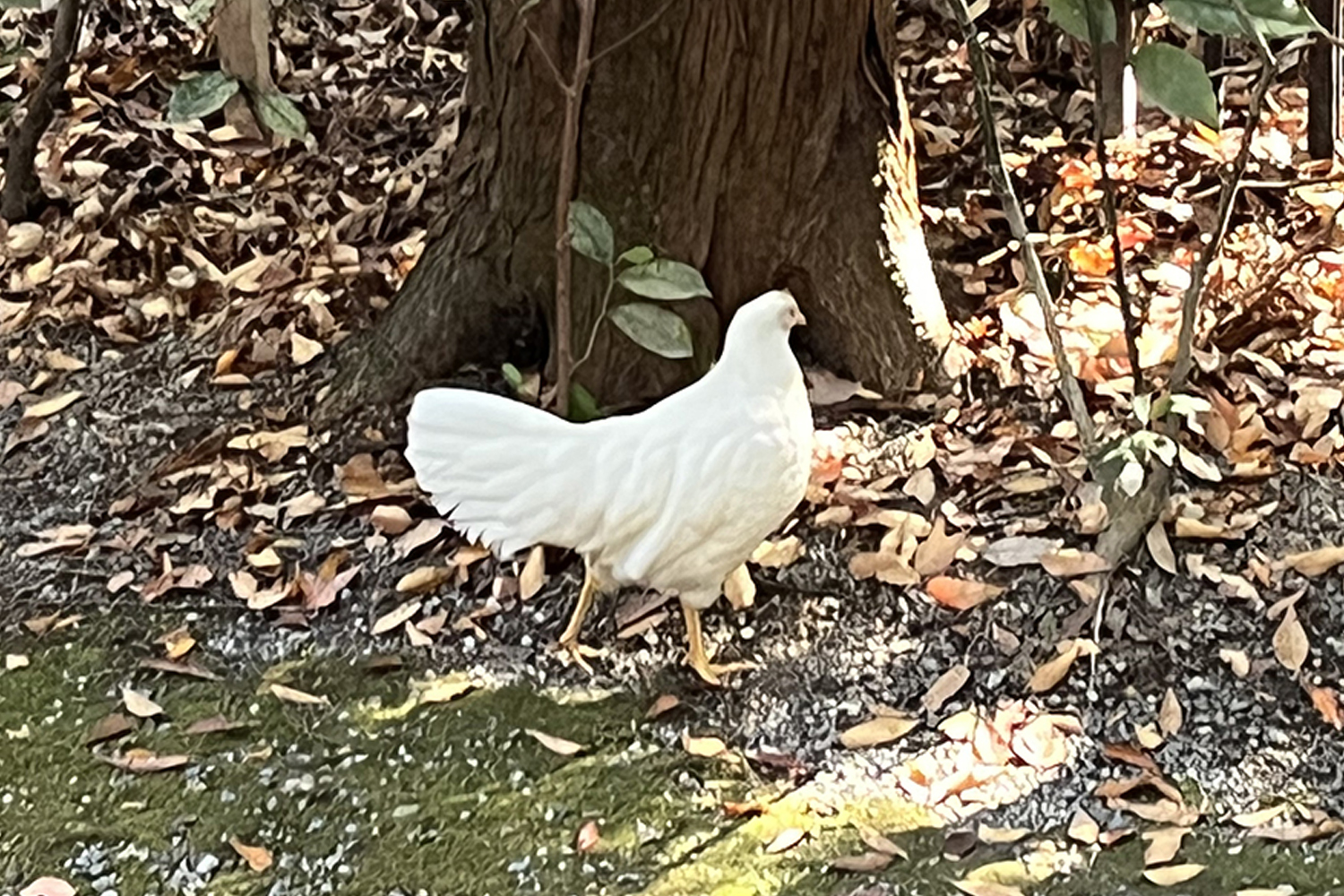 伊勢神宮と神さまのお使い？