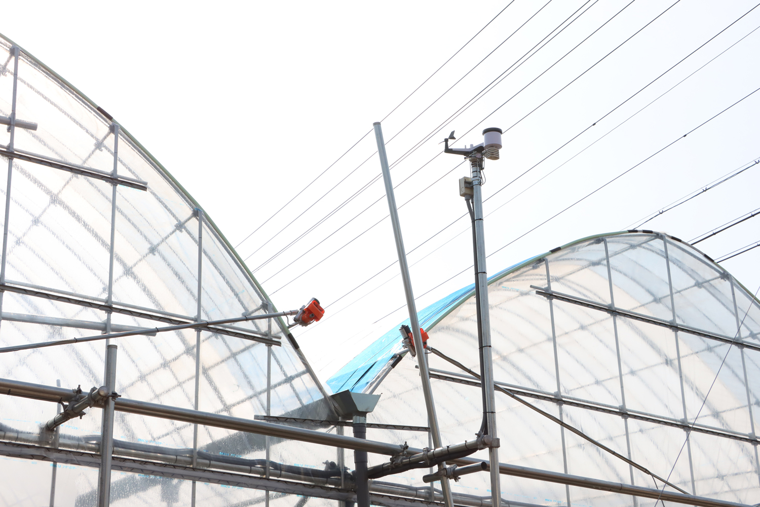 橘萄園新ハウス