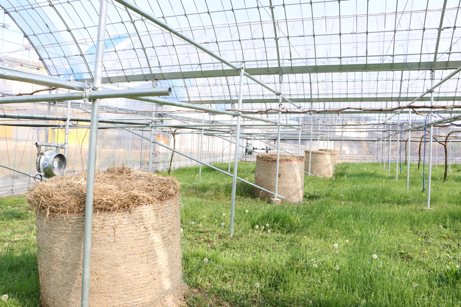 橘萄園新ハウス